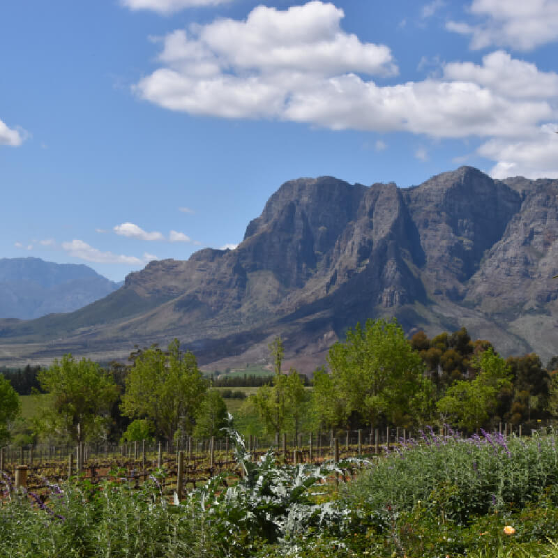 winelands