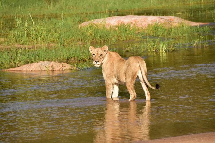 lion at sabi sands