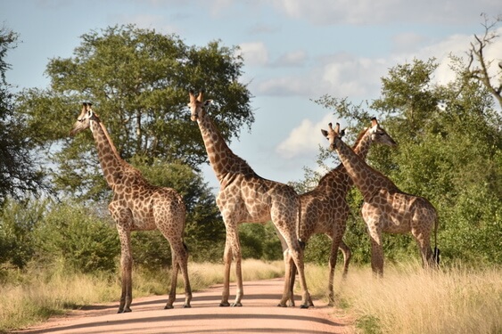 giraffe Kruger park