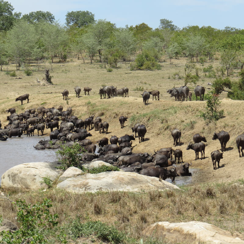 watering hole at Kruger National Park