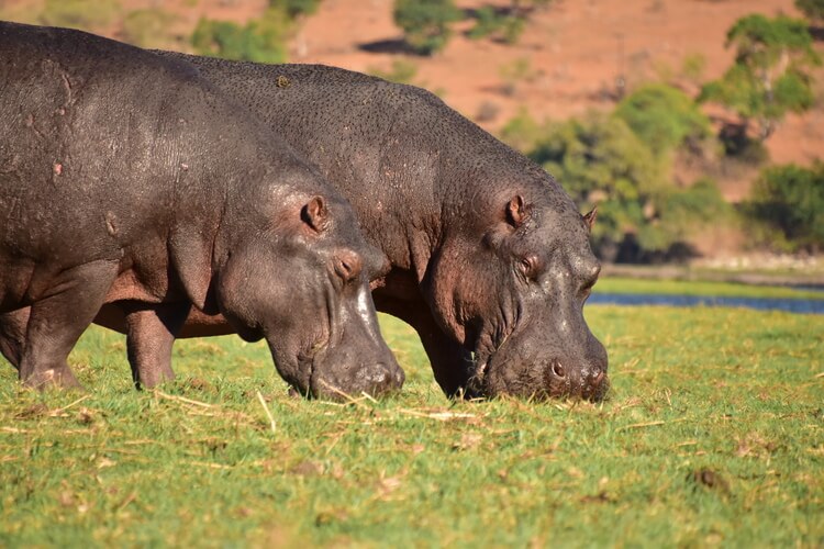 hippopotamus