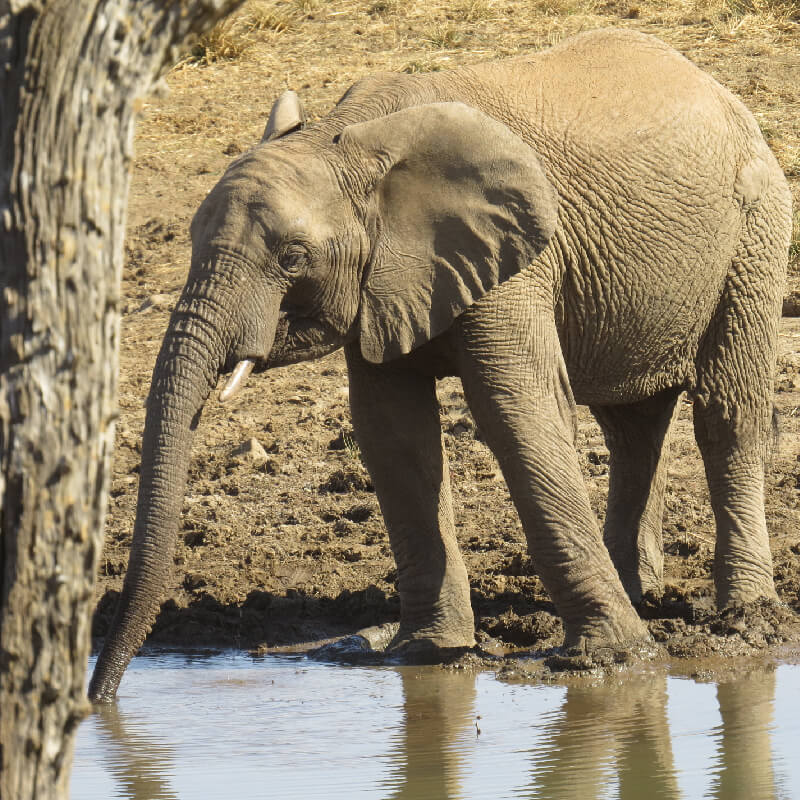 elephant at pilanesberg