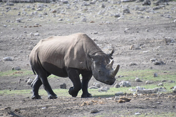 wildlife in namibia