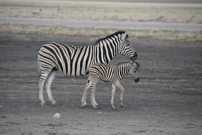 zebras namibia