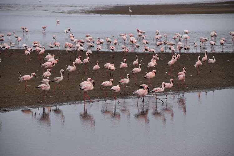 flamingos in Namibia