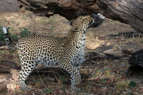 Okavango botswana