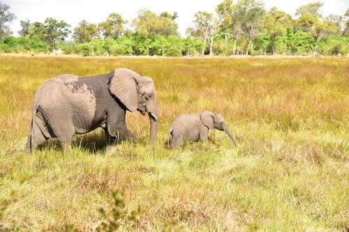 elephants in Botswana