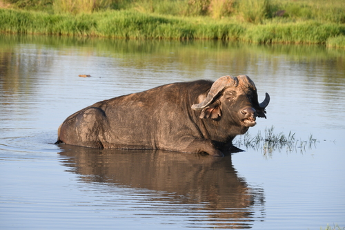 water buffalo