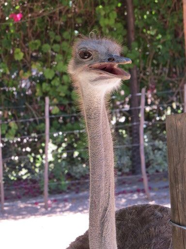 ostrich