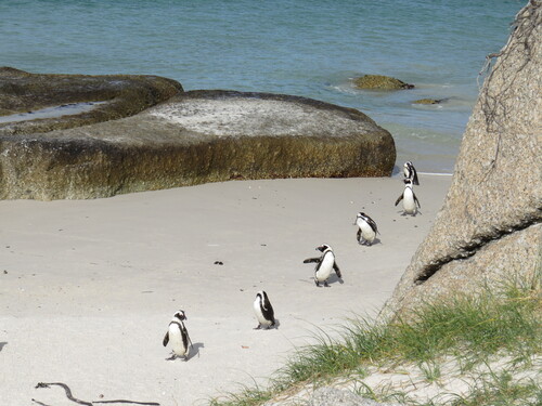 Boulders penguins