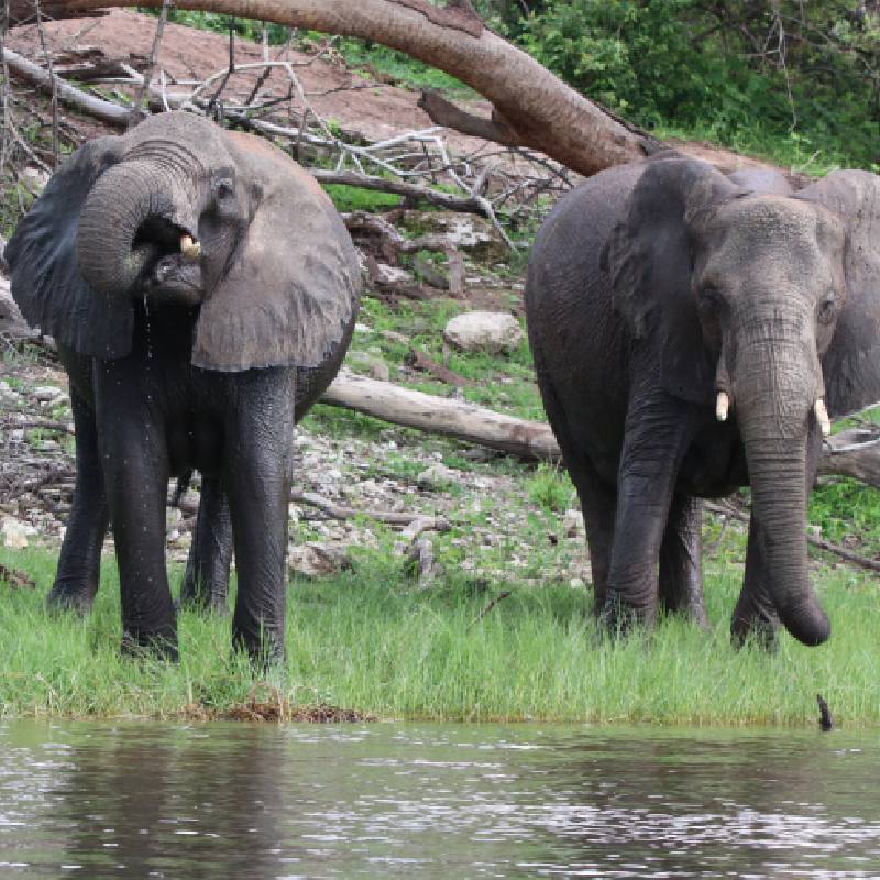 elephants at a river