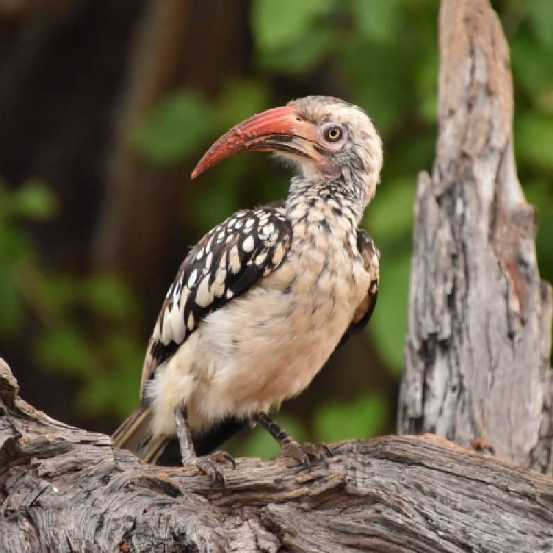 Hornbill bird