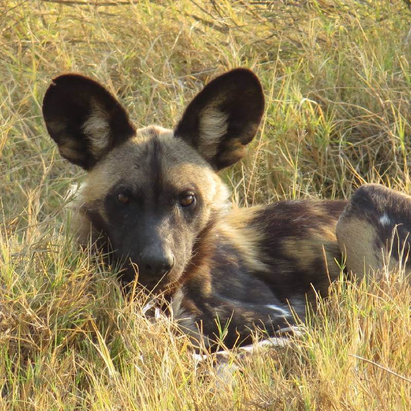 hyena