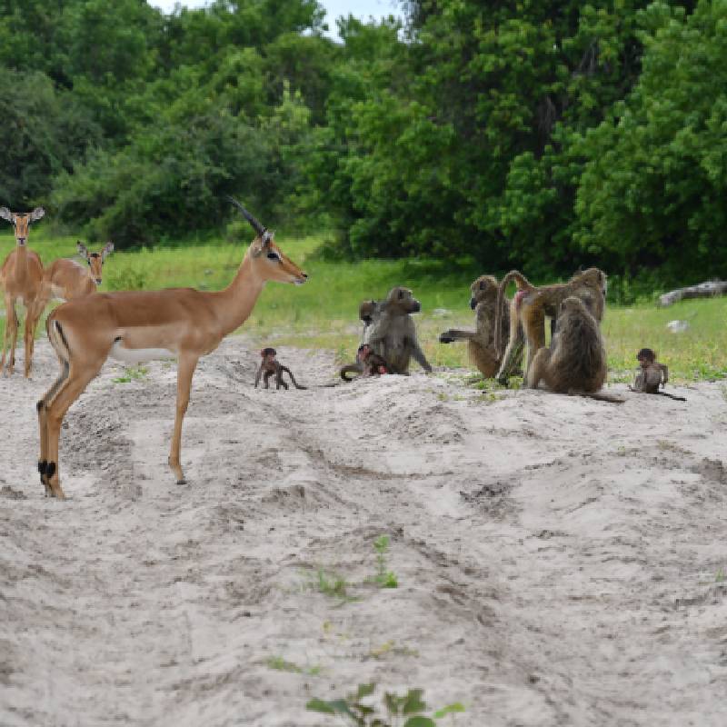 baboons and impala