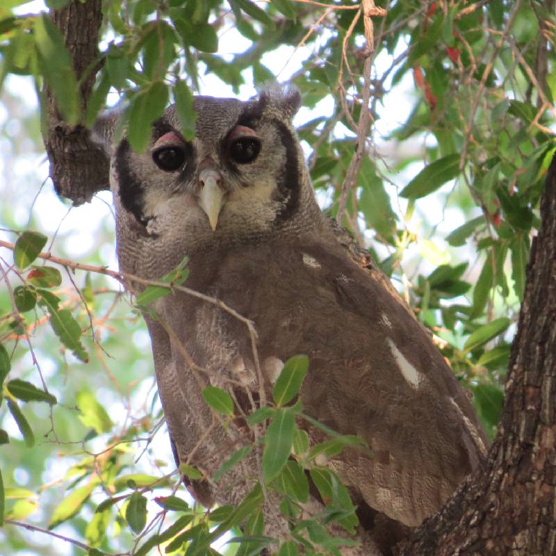 Owl