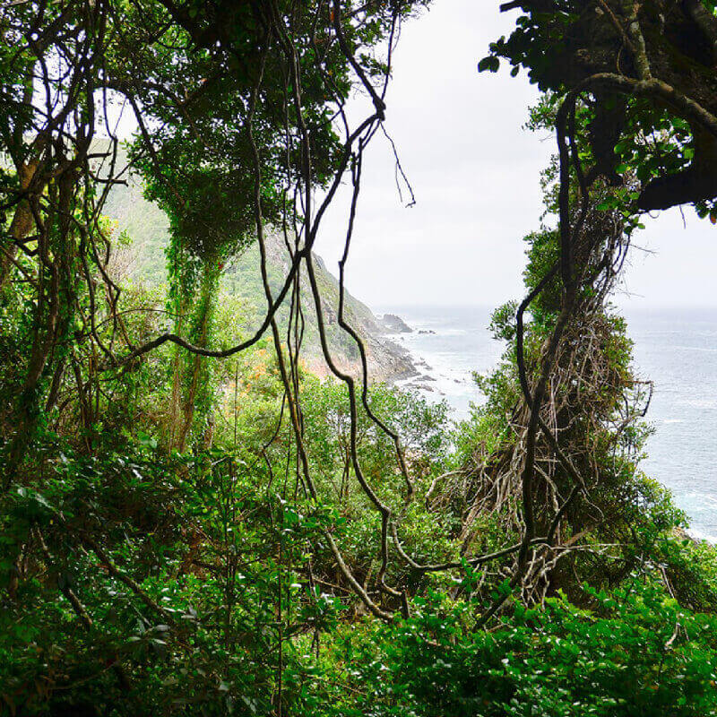 garden route forests