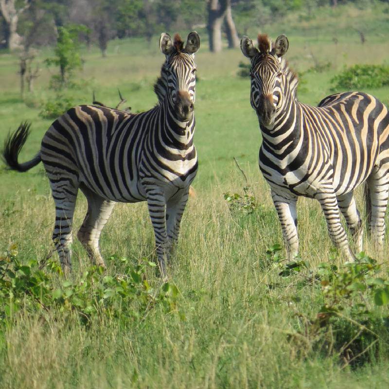 Zebras