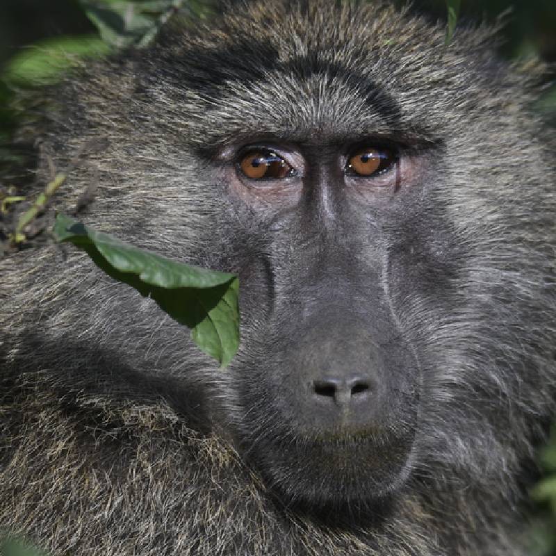 Olive Baboon
