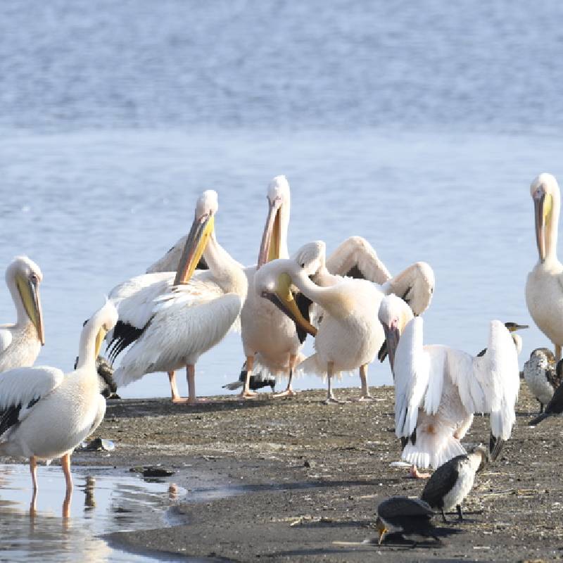 Pelicans in Kenya
