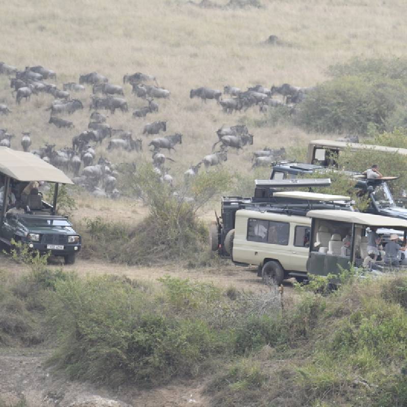 wildebeest migration in Kenya