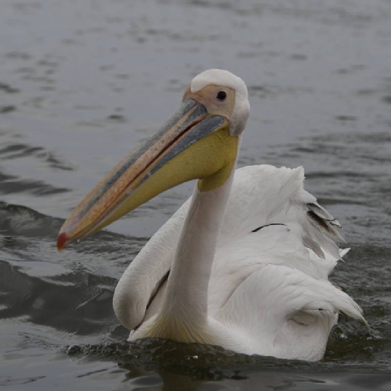 Pelicans