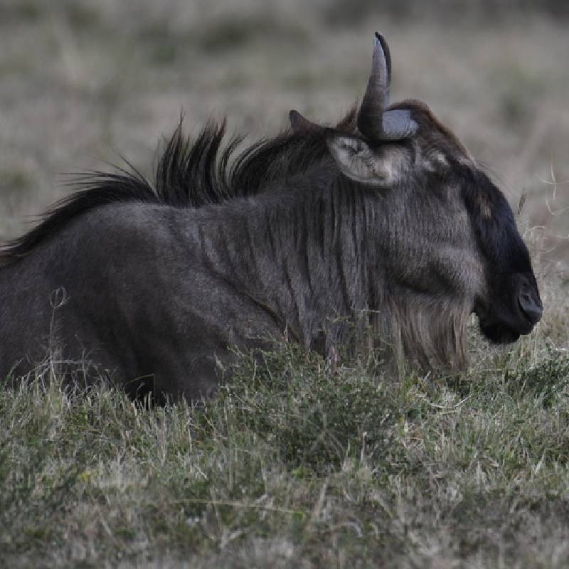 Wildebeest